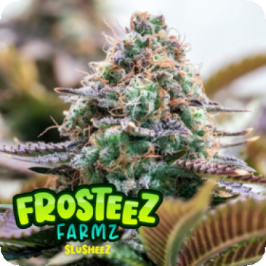 Slusheez  Feminised  Cannabis  Seeds