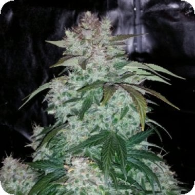 Sodk  Auto  Feminised  Cannabis  Seeds