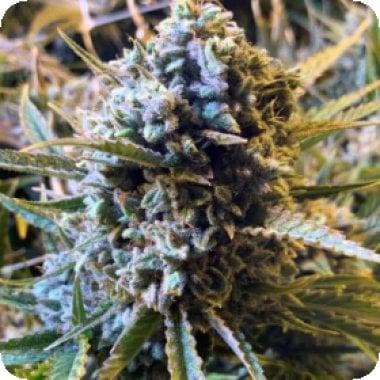 Sour Krout Auto 6