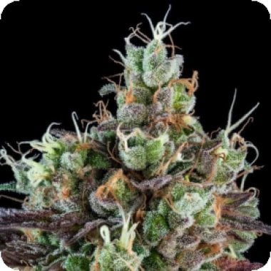 Sour Ripper Auto Feminised Cannabis Seeds