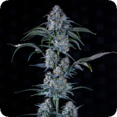 Sour  Stomper  Auto  Feminised  Cannabis  Seeds