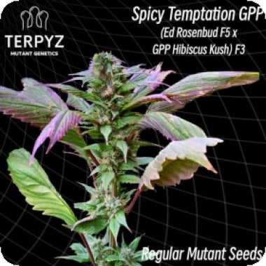 Spicy Temptation Gpp 1 6