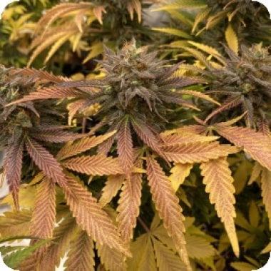 Stilton  Special  Auto  Feminised  Cannabis  Seeds