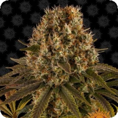 Strawberry Lemonade Feminised Cannabis Seeds