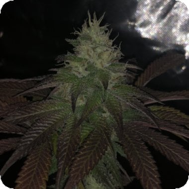 Sunset Aka Sunset Sherbet Feminised Cannabis Seeds