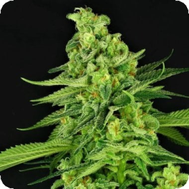 Super Mutant Mass Auto Flowering Cannabis Seeds