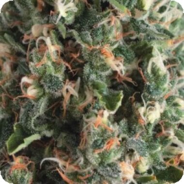 Super Og Kush Auto Feminised Cannabis Seeds
