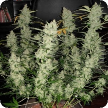 Super  Kush  Auto  Feminised  Cannabis  Seeds  Phoenix  Cannabis  Seeds 0