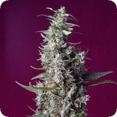 Sweet Cherry Pie