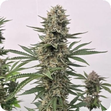 Tahoe Cookies Auto Atlas Seed 1