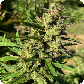 Trilogene  Cannabis  Seeds  Lucky  Lucy  6