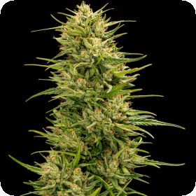 Trilogene  Cannabis  Seeds  The  Don  Cbd 6