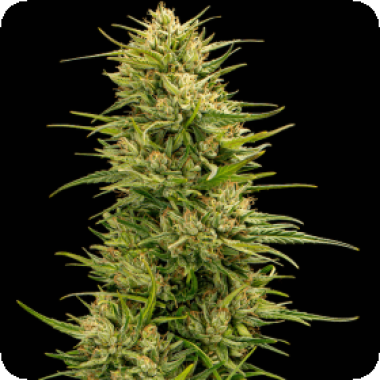 Trilogene Cannabis Seeds The Don Cbd 6