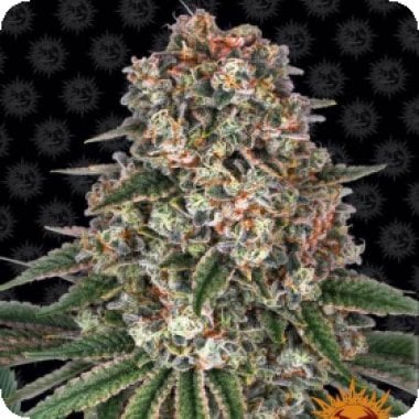 Tropicanna Banana Feminised Cannabis Seeds 0