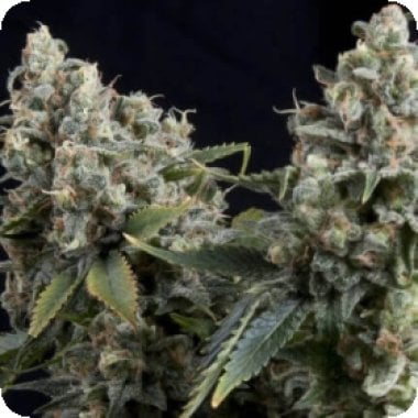 Tutankhamon  Auto  Feminised  Cannabis  Seeds