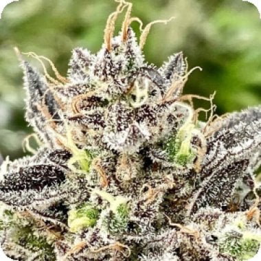 Whale  Breath  Feminised  Cannabis  Seeds   5 2 1