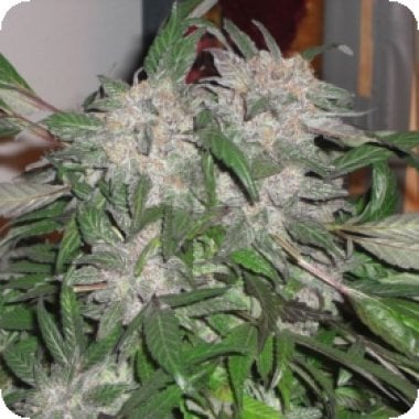 White  Widow  Express  Auto  Feminised  Cannabis  Seeds  Phoenix  Cannabis  Seeds