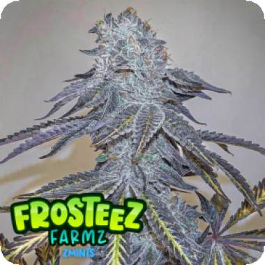 Zmintz Feminised Cannabis Seeds Feminised Cannabis Seeds