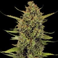 Acapulco  Gold