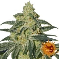 Afghan  Hash  Plant