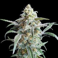 Auto  Cherry  Pie