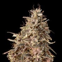 Auto Mimosa Punch