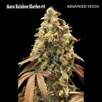 Auto  Rainbow  Sherbet  11