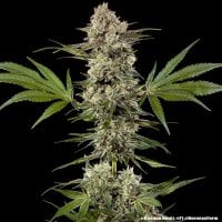 Banana  Runtz  F1