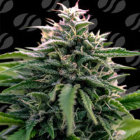 Creamzilla  Auto