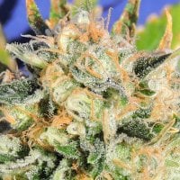 Critical  Diesel  Auto