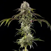 Durban  Poison  F1
