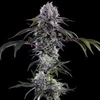 Durban  Z  F1