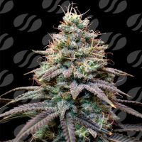 Fumepop Auto