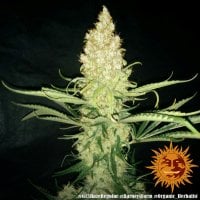 G13  Haze