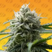 Gorilla Zkittlez Fast Version