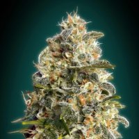 Heavy  Bud
