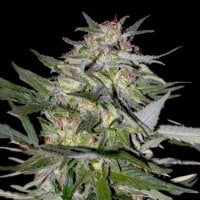 Jack  Plant