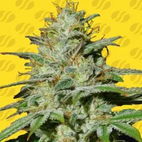 Jungle  Lava  Auto