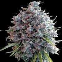 Killer  A5  Haze