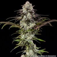 London  Pound  Cake  F1