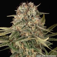 Master  Kush