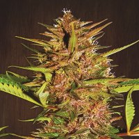 Pakistan Chitral Kush