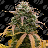 Pineapple  Pulse  Auto