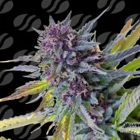 Purple  Lemon  Tree  X L  Auto