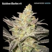 Rainbow  Sherbet  11