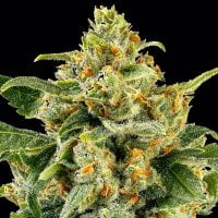 Skunk  1