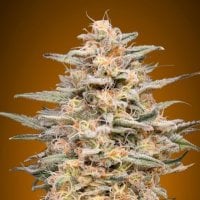 Somango  Widow