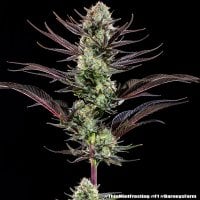 Thin  Mint  Frosting  F1