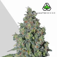 Trainwreck  Auto