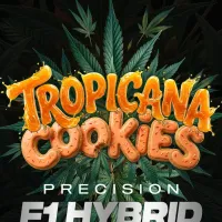 Tropicana  Cookies  F1  Auto